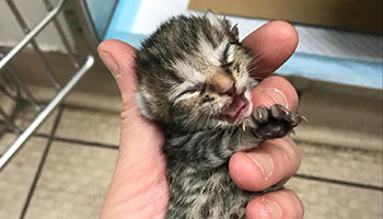 rescued dumped kittens rspca christmas