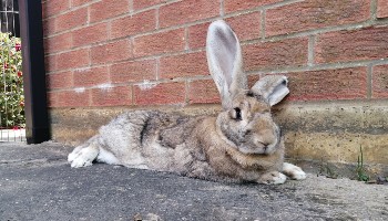 Rocket the RSPCA rabbit