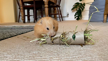 rspca diy loo roll games