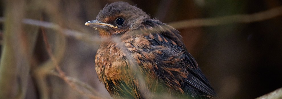 bird rspca