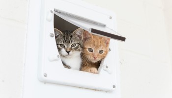 RSPCA kittens