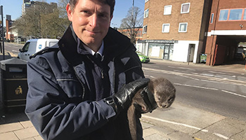 RSPCA inspector with an otter