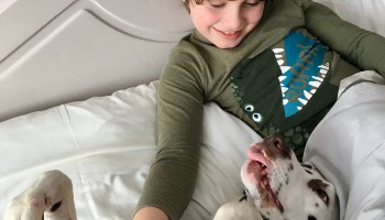 blog-dotty-for-dalmatians