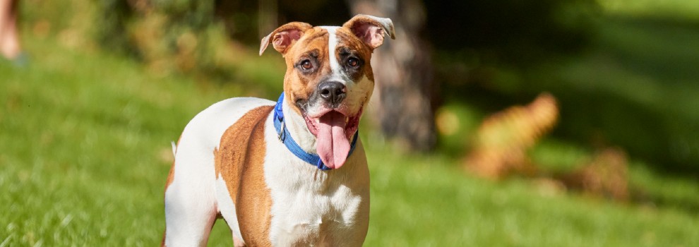 rspca dog