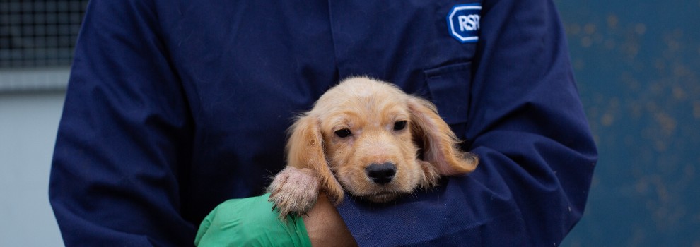 Meet the unwanted lockdown puppies - RSPCA