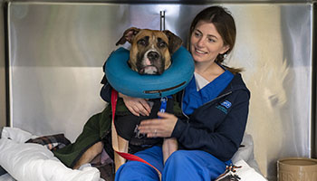 rspca dog and vet