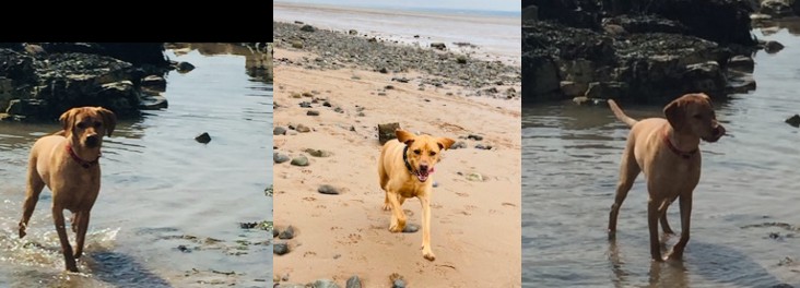 rspca dog