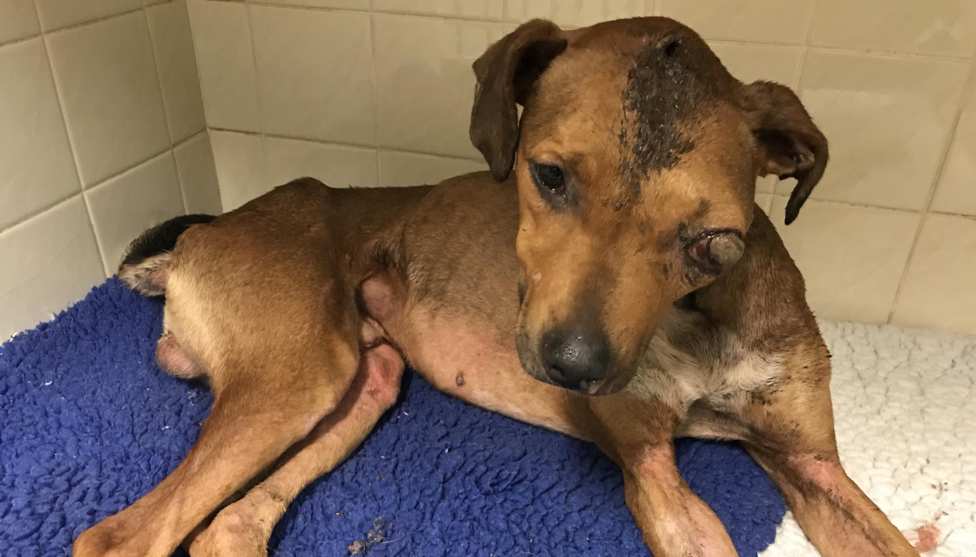 rspca dog rescuers bruce