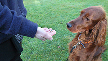 rspca dog training with tricks