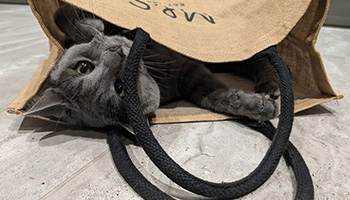 rspca earl playing in bag
