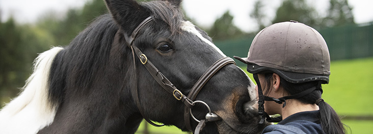 rspca equine