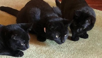 rspca farm cat
