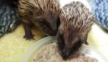 rspca hedgehog
