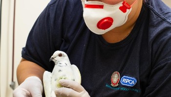 rspca