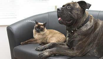 rspca isolation