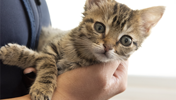 rspca kitten