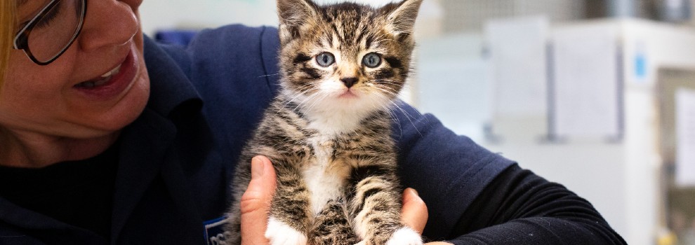 rspca kittens