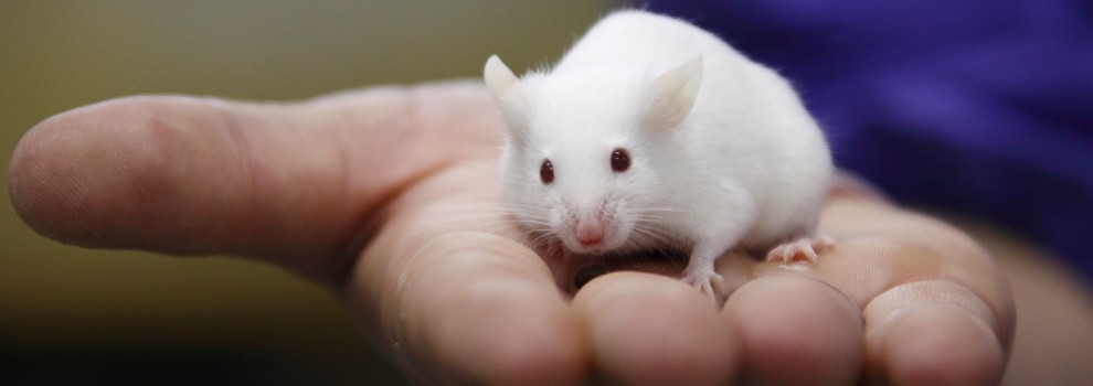 Four big ways we're helping lab animals - RSPCA