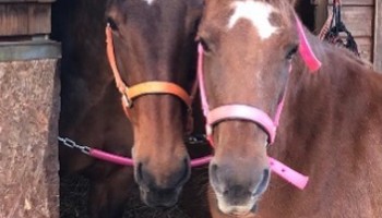 lilly rspca equine care