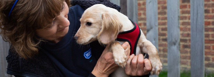 rspca puppy
