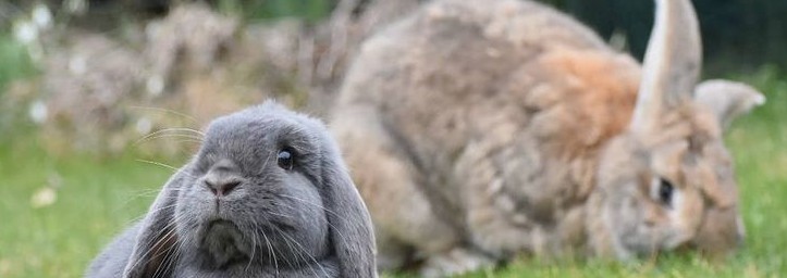 rspca rabbits
