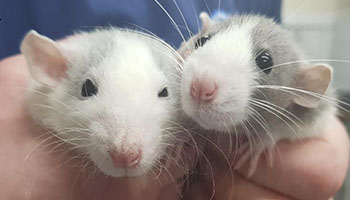rspca rats