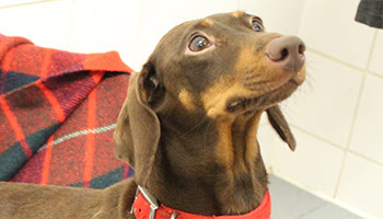 dachshunds needing rehoming