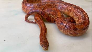rspca snake
