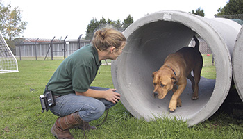 rspca training for dogs hide and seek