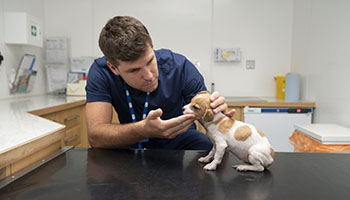 rspca vet