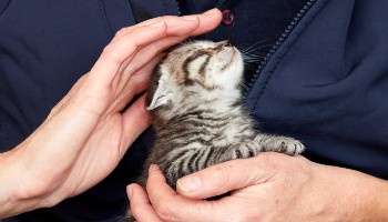 rspca_kitten
