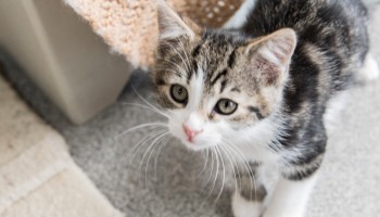 rspca kitten