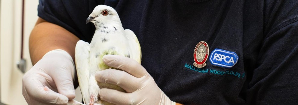 rspca history