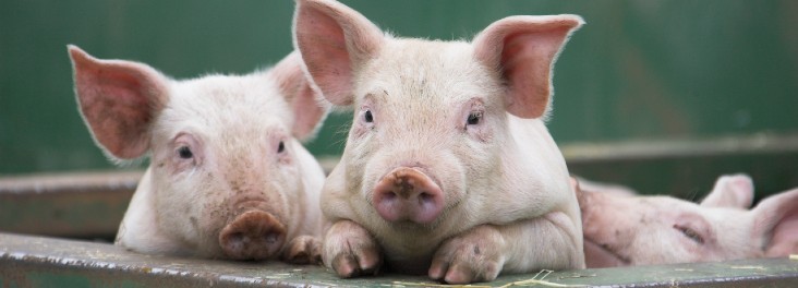 rspcapigs