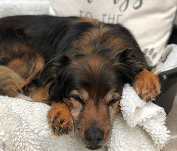 sammy and amy arthiritis rspca dog sleeping