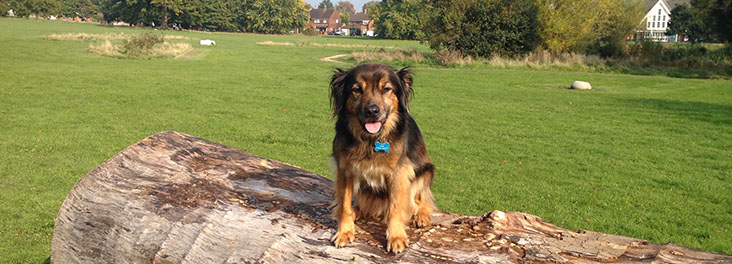 sammy arthiritis rspca dog