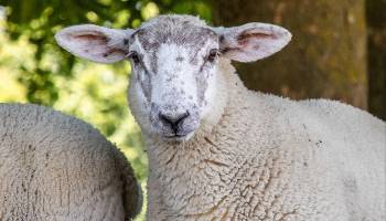 sheep rspca