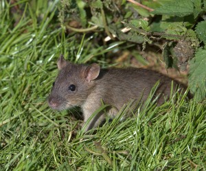 humane rat control