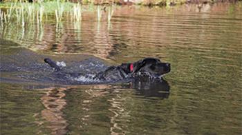 sid_img_rspca