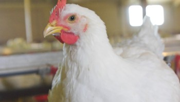 close-up of slower growing breed of meat chicken © RSPCA