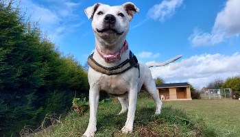Snowy RSPCA