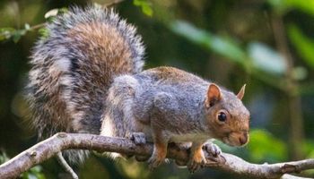 Grey Squirrel Control: Live Catch Traps