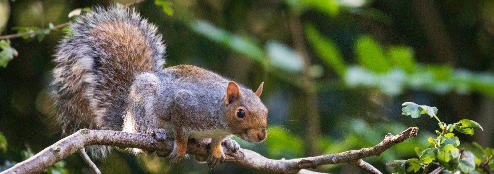 gray squirrel breeding