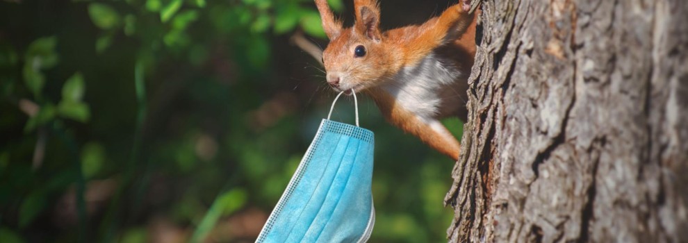 a good hook for an essay about animal testing