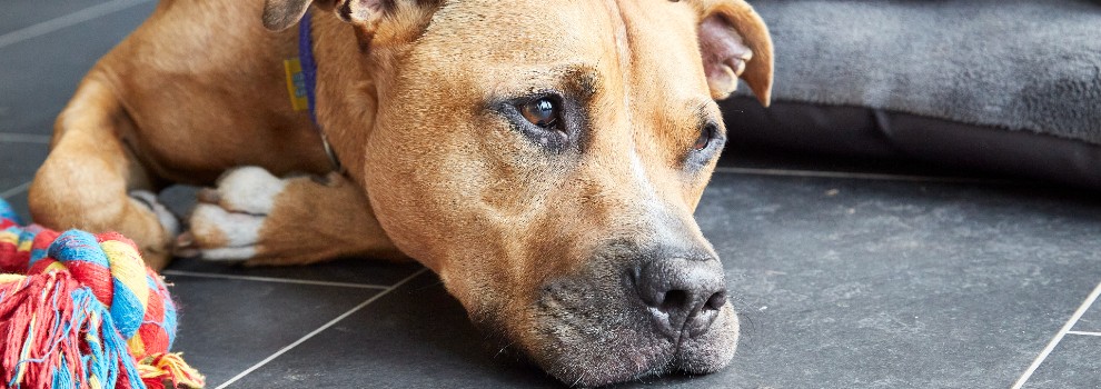 staffy rspca