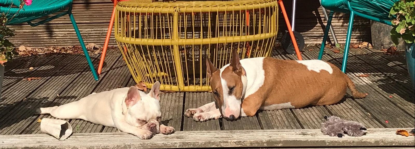 dog