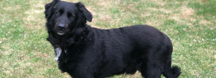Storm RSPCA obese rescue dog