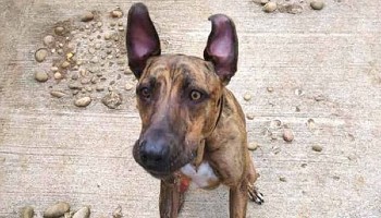 Sue RSPCA