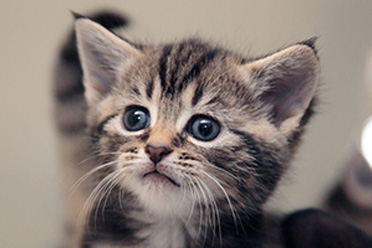 A brown and white tabby kitten with blue-grey eyes staring wistfully into the distance