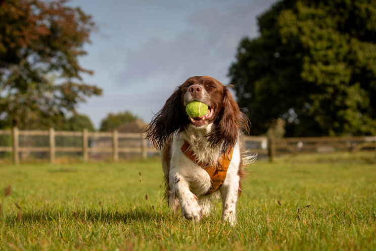 a dog plays fetch with a tennis ball in a field